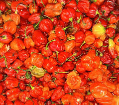 Red Habanero Pepper