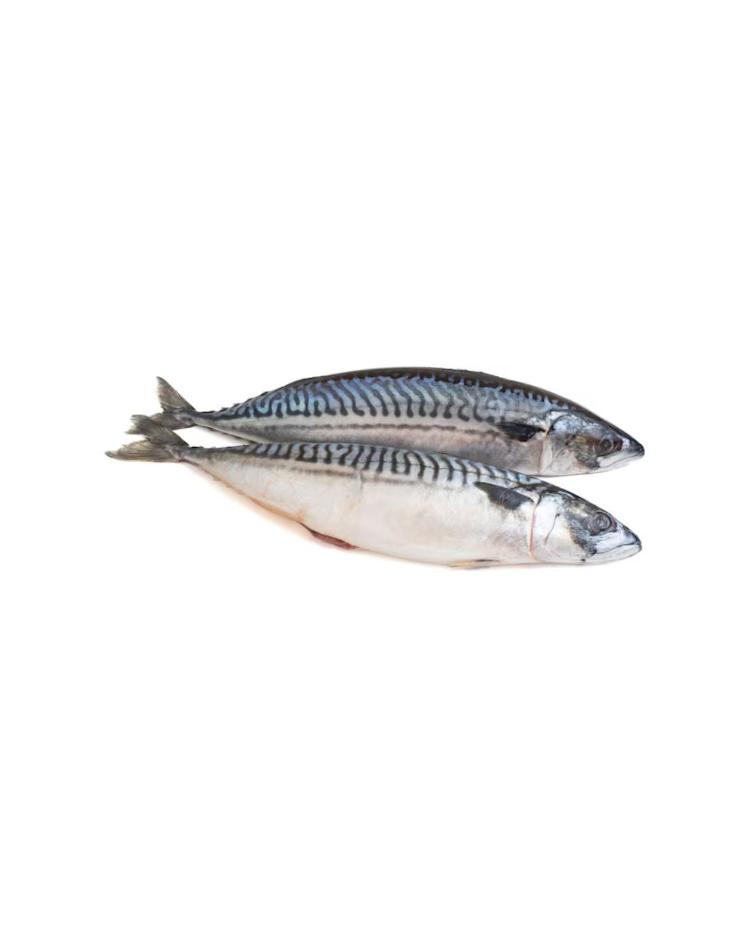 Titus Fresh Fish (Big)