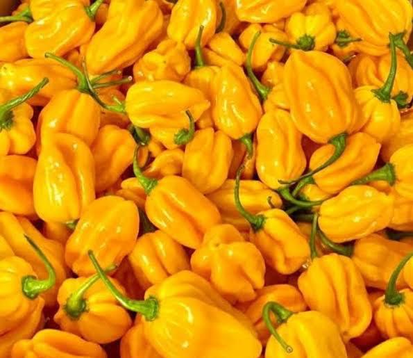 Yellow Habanero Pepper
