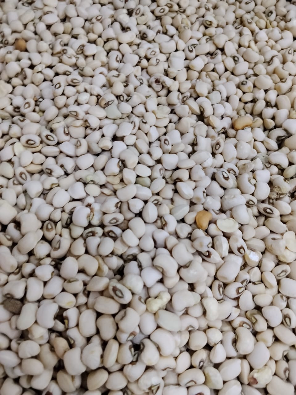 Cashew Beans (Mudu)