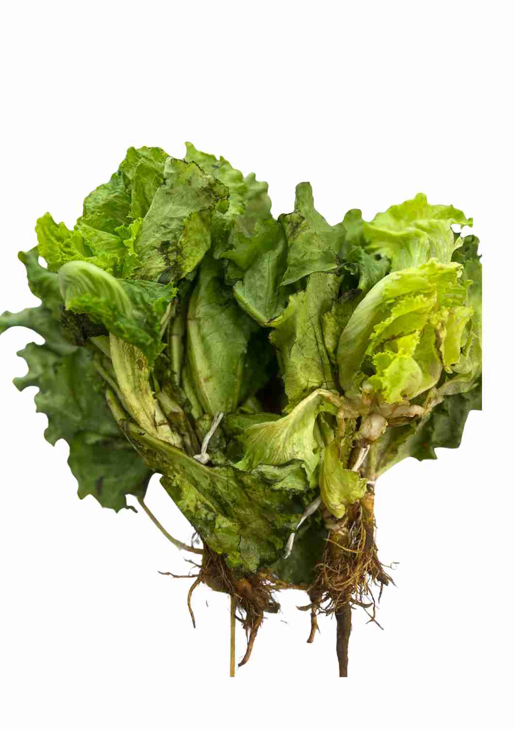 Lettuce