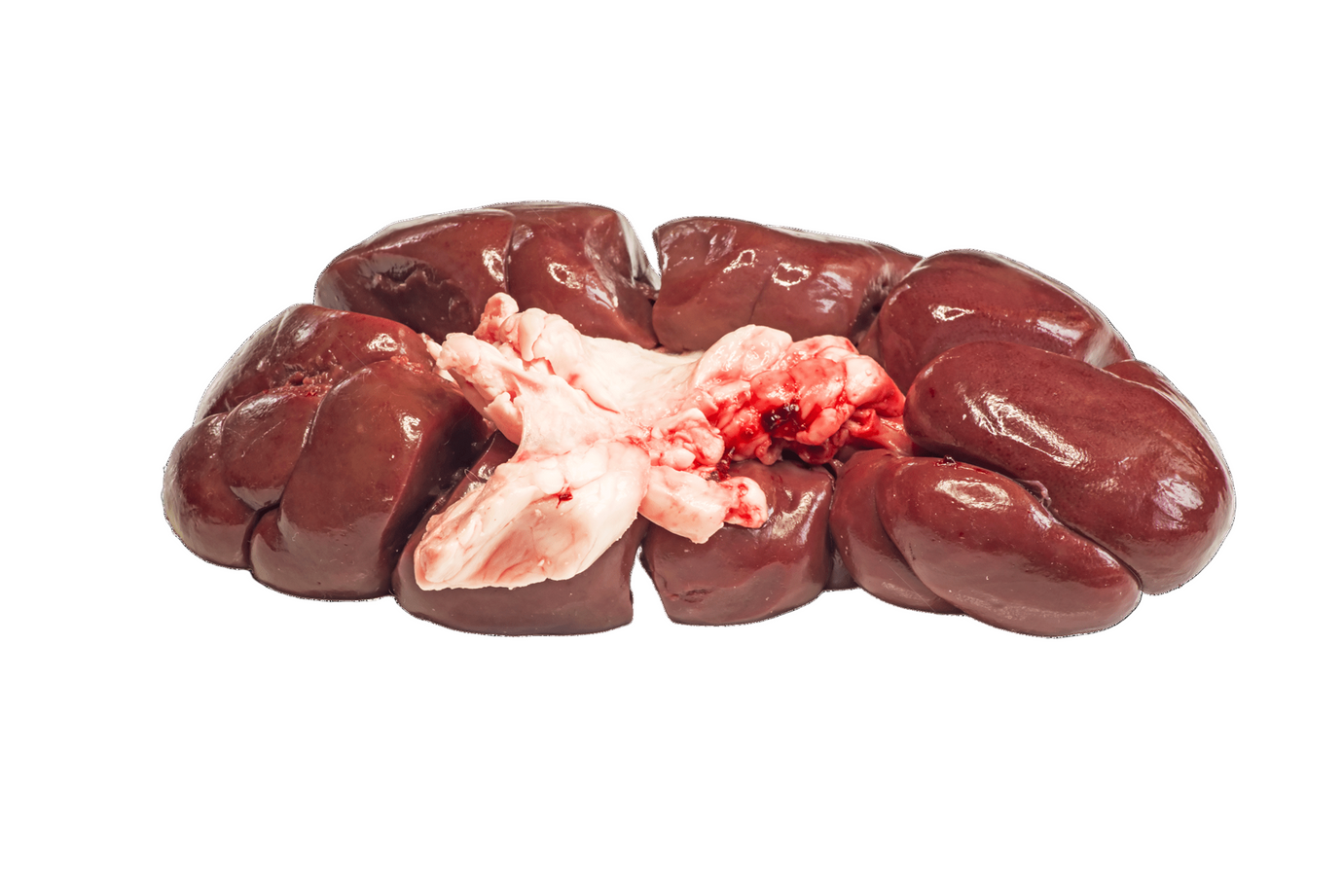 Cow Kidney