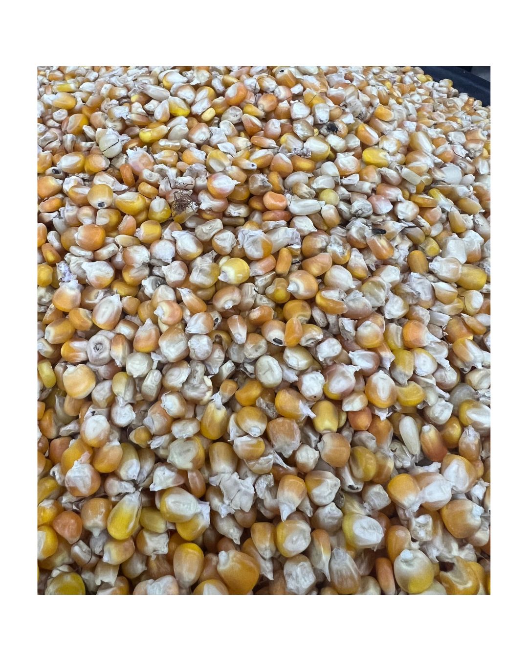 Yellow Corn (Mudu)
